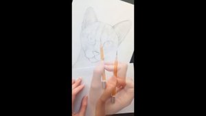 Рисуем кошку простым карандашом. Как нарисовать кошку. Урок рисования карандашом.
