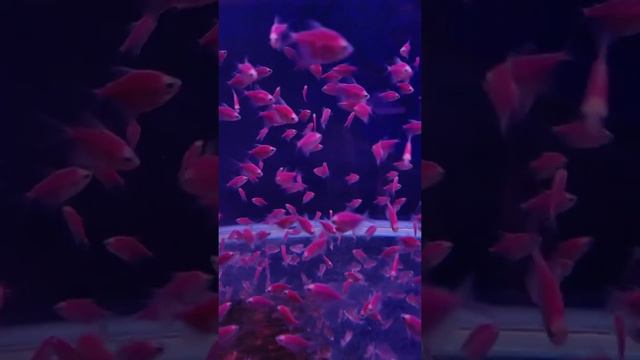 Super Amazing Fish in the world | Most Beautiful Fishes on Planet Earth | Tropical Fish Aquarium