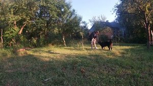 Мокрая экзема у собак или мокнущая экзема у собак | Лечение