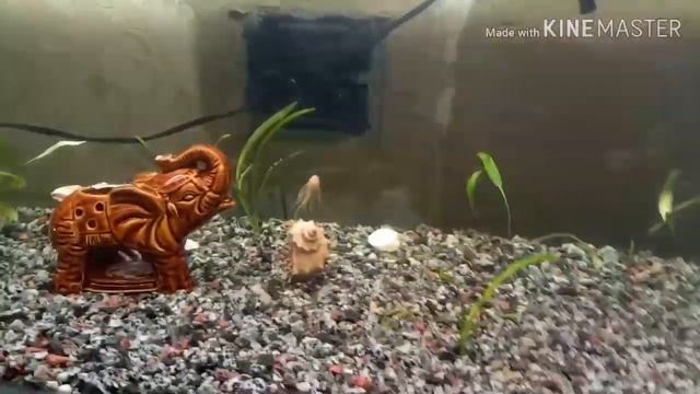 Запуск аквариума 2 чясть!умерла одна рыбка!баланс аквариума смотреть онлайн
