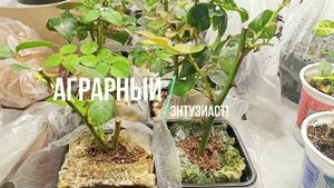 #1 Черенкование роз в минеральной вате / 2023г