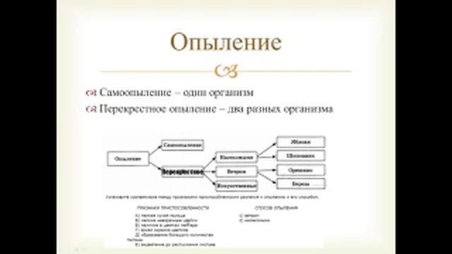 Цветковые. Покрытосеменные. Семейства смотреть онлайн