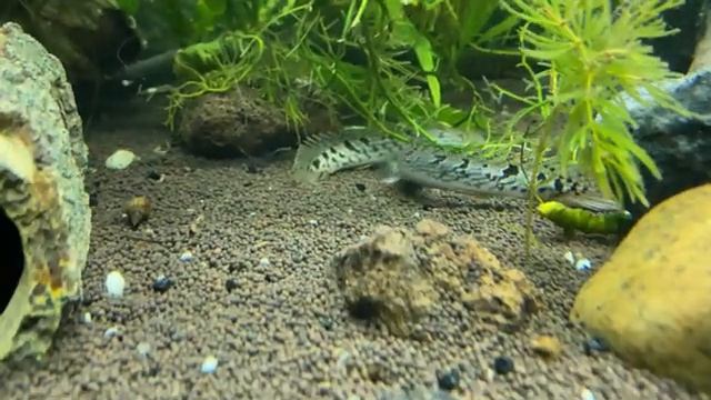 Полиптерус дельгези или ищейки в аквариуме на 450 литров смотреть онлайн