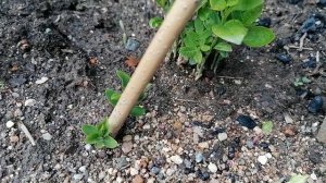 виноград из косточек, сеянцы