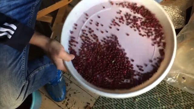 Как быстро очистить ягоду от мусора смотреть онлайн