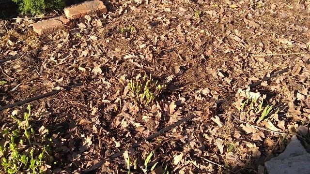 03.05.2020 Открыла Дуболистные и Древовидные Гортензии смотреть онлайн