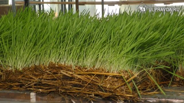 Мое дело. Ульяновец выращивает для буренок корм будущего смотреть онлайн