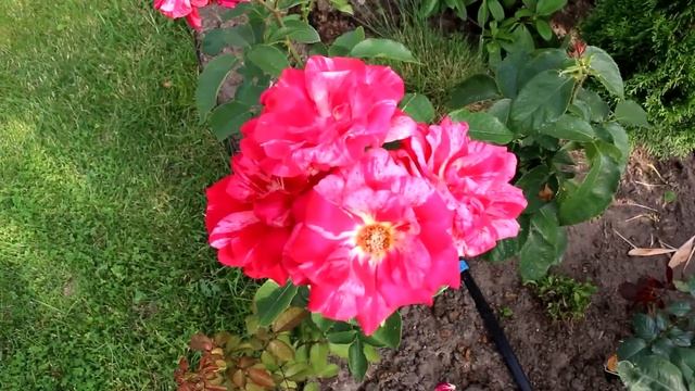 СОРТА РОЗ ДЛЯ ТВОРЧЕСКИХ САДОВОДОВ. ROSE VARIETIES FOR CREATIVE GARDENERS. смотреть онлайн