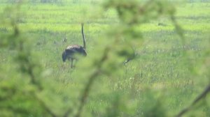 Common Ostrich, Struthio camelus australis, Nylsvlei Nature Reserve, South Africa, 4 Dec 2022 (7/7)