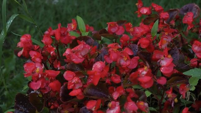 Новая камера // Olympus OM-D E-M10 // тест видео // я сделяль смотреть онлайн