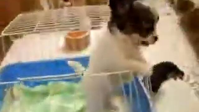 Ачумительный говорящий щенок! 360p смотреть онлайн