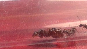 Ч.7 Все мои виды муравьев (видео в макро съёмке )