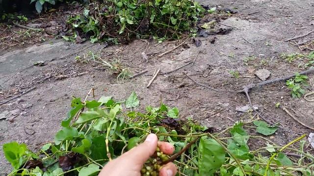 5. Anredera cordifolia.mp4 смотреть онлайн