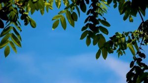 МОЦАРТ КЛАССИЧЕСКАЯ МУЗЫКА ДЛЯ РАБОТЫ МОЗГА