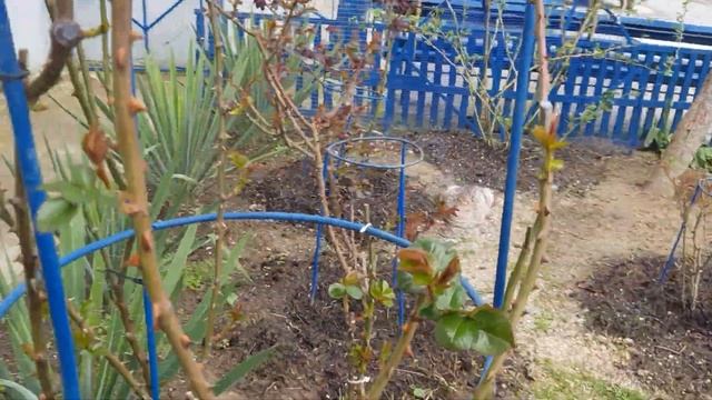 Проснулись розы Кордеса,посмотрите какая мощь кустов 4 сорта 21 апреля 2021 года смотреть онлайн