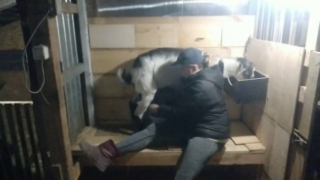 Коза отказывается рожать! Будем доить. смотреть онлайн