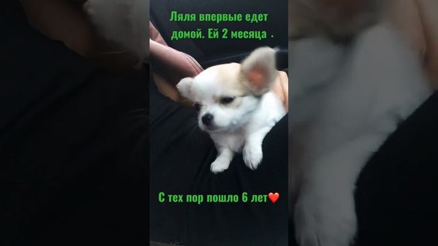 ❤️#собаки #shortsvideo #dog #чихуахуа #видеопрособак #собакаулыбака #щенки #щенкичихуахуа #приколы