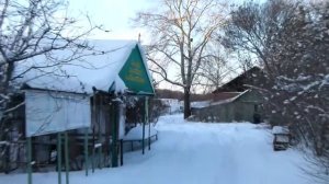 Черенки яблонь для прививки из Тимирязевской академии (2017)