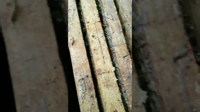 Пора ставить полоски от клеща!!! Украинские улья. смотреть онлайн