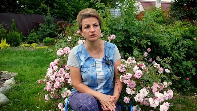 Мои прекрасные розы - сразу 20 сортов смотреть онлайн