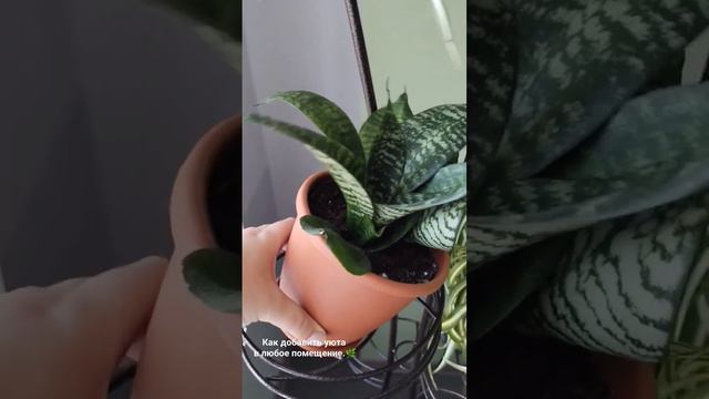 Уют в любом помещении.🌿#растения #уют #цветывдоме #сансевиерия #хлорофитум
