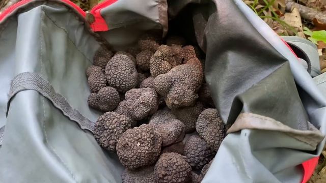 Грибы Чёрный трюфель Сочи