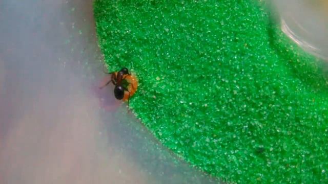 Formica rufa/polyctena. Рыжие лесные муравьи. Жизнь в природе и содержание дома. Энциклопедия.