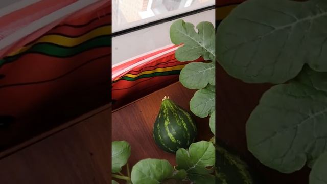Выращивание арбуза на балконе смотреть онлайн