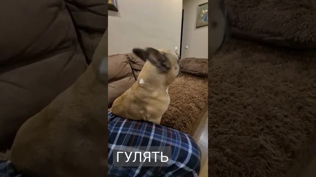 ФРАНЦУЗСКИЙ БУЛЬДОГ КУРТ ПРОСИТСЯ ГУЛЯТЬ