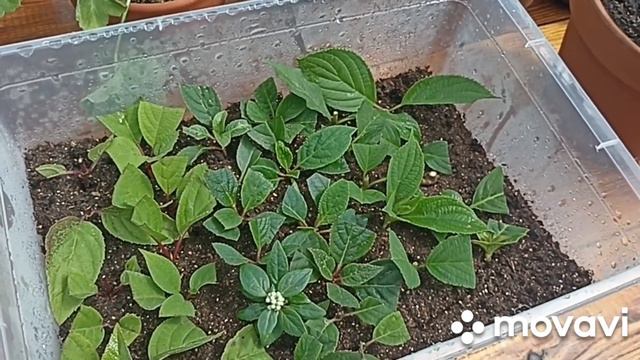 ЧЕРЕНКОВАНИЕ ГОРТЕНЗИИ И ОБРЕЗКА ПЕЛАРГОНИИ ПО ПЕНЕК // ВАЦАП ДЛЯ ЗАКАЗА 8-915-245-81-59 смотреть онлайн