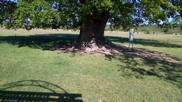 Суворовский Дуб. Белогорск Крым смотреть онлайн