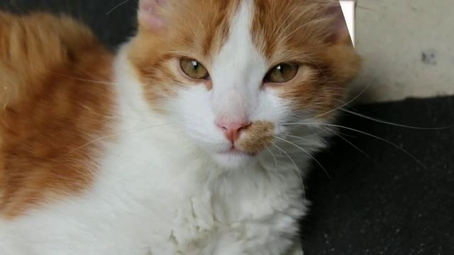 где купить домик для кошки смотреть онлайн