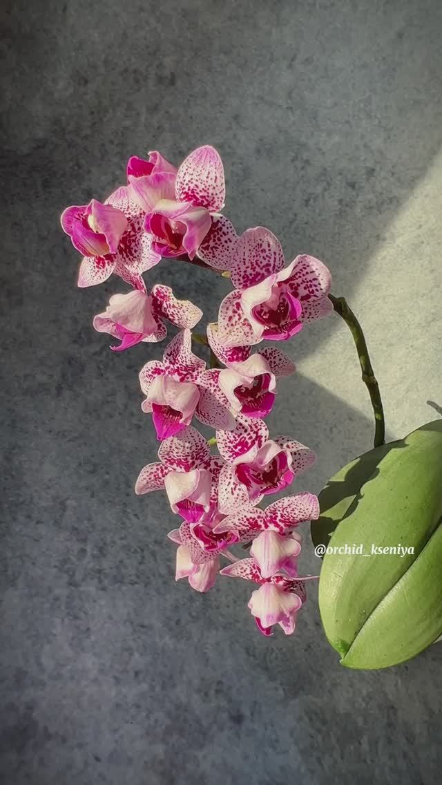 Phal. Formosa Cranberry peloric ? Домашнее цветение миниатюрной орхидеи Формоза Крэнберри пелор??