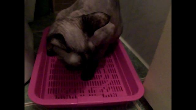 Сфинкс Беременная кошка Поведение неадекватное. Pregnant cat Behavior