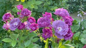 Июль в Саду 22 июля 2023 часть 1