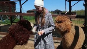 Farm "Russian Alpacas". Ферма "Российские альпаки" в Московской области