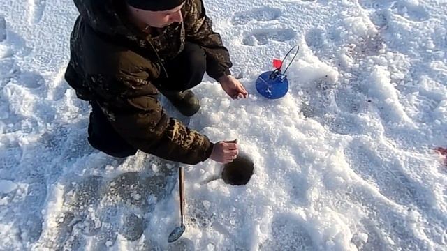 Ловля налима,озеро Лаче,хищник,зимняя рыбалка,жерлицы, Каргополь смотреть онлайн