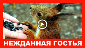 Нежданная гостья. Белочка в гости пришла..mp4