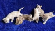 Великолепная пятёрка. Самые лучшие бенгальские котята!
