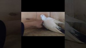 ГОЛУБЕВОДСТВО [3 Сезон] • Выпуск #2 • Хоуминг (1)