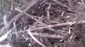 как поймать бобра