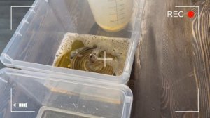 Что эффективнее для очистки от накипи кофемашин? Щёлочь, лимонная кислота или средство Expert-CM #2