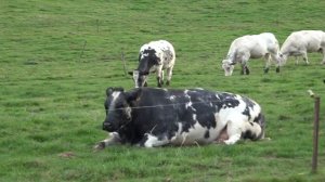 Быки и Коровы,порода Бельгийская бело  голубая порода