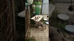 Французские бульдоги. Игры переходящие в  драки двух самцов.