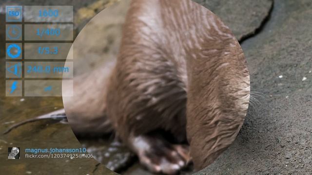 Nikon D810 with 150-600mm f/5-6.3 lens samples смотреть онлайн