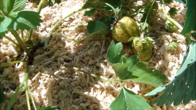 У нас южная жара! Всё поливаю! Обрезала Петунию. смотреть онлайн