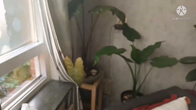 تجربتي مع العناية بنبات الالوكاسيا alocasia