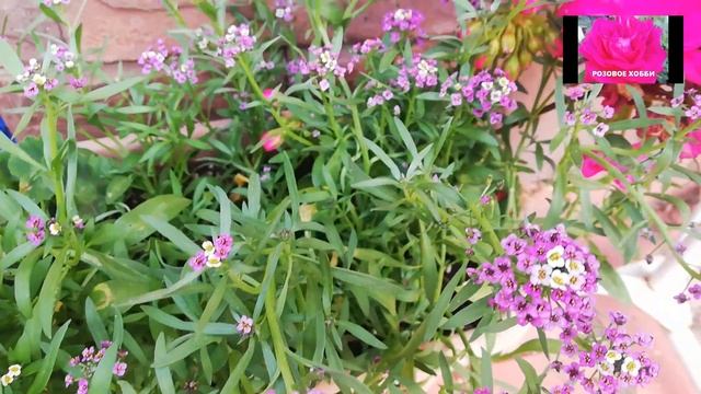 РОЗЫ и не только. Февраль. Календарь цветовода. смотреть онлайн