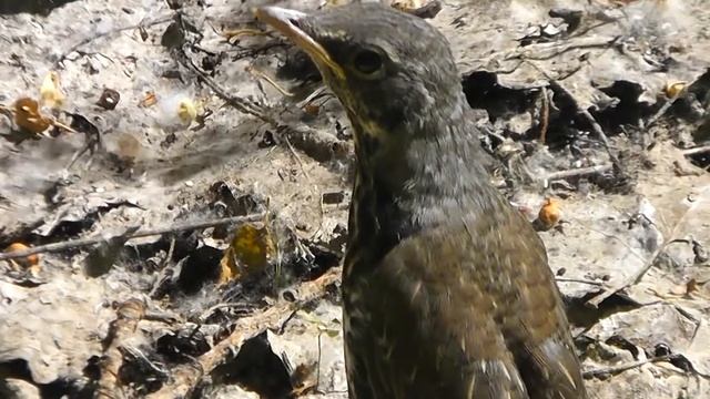ПТЕНЦЫ ЧАЙКИ, ДРОЗДА-РЯБИННИКА И ГАЛКИ смотреть онлайн