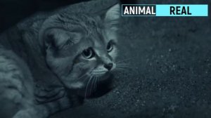 ПЕСОЧНЫЙ КОТ — ЧУДО природы, мастер маскировки и эксперт в ОХОТЕ! Интересные факты о барханном коте